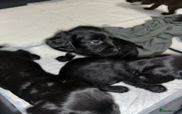 Sprocker dogs for sale: Beautiful Sprocker Pups - Advert 8