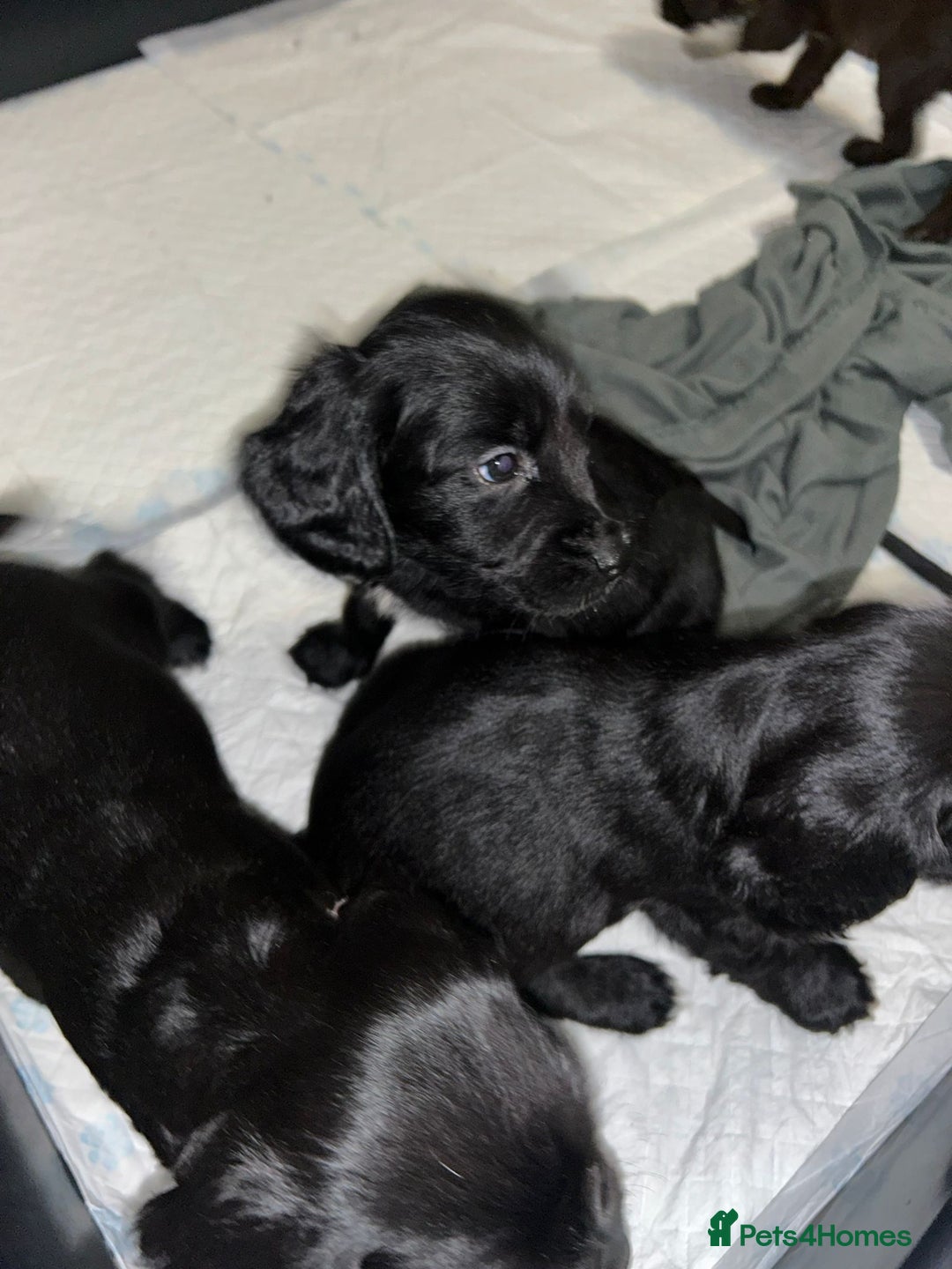 Sprocker dogs for sale: Beautiful Sprocker Pups - Advert 8