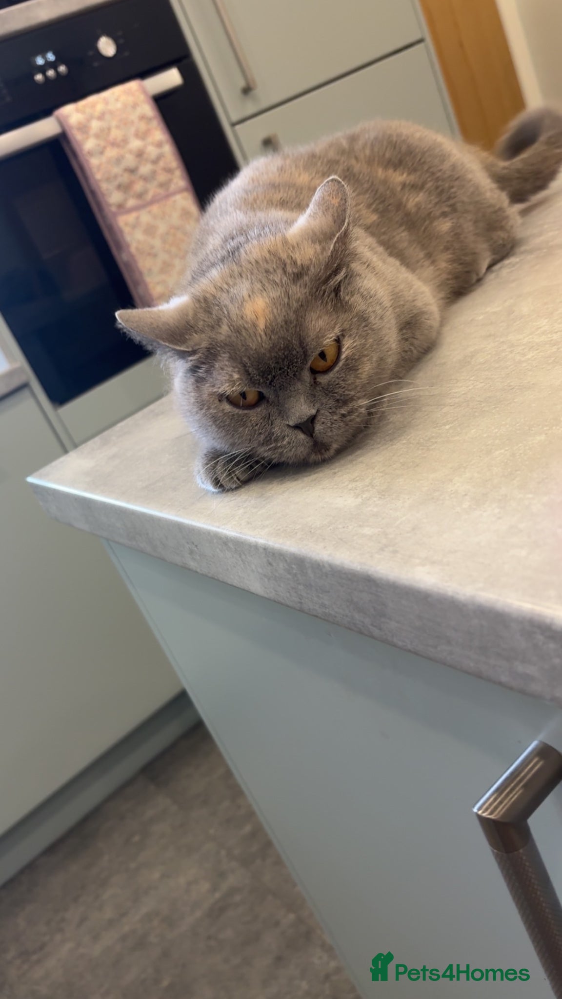 British Shorthair cats BSH ready to go! Pedigree parents both can be seen - Advert 1