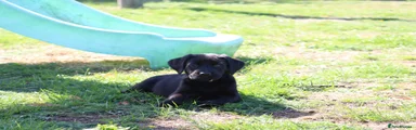 Springador 5