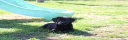 Springador dogs for sale: Springador puppies in Sandringham - Advert 4