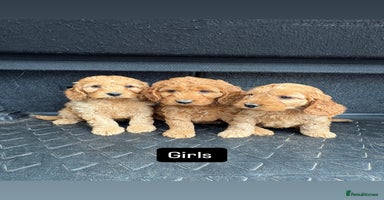 Cockapoo dogs - Advert 9