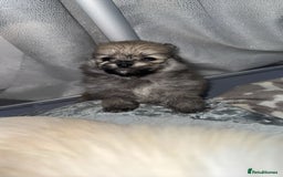 Pomeranian dogs for sale: Pomeranian pups🩵🩷 - Image 9