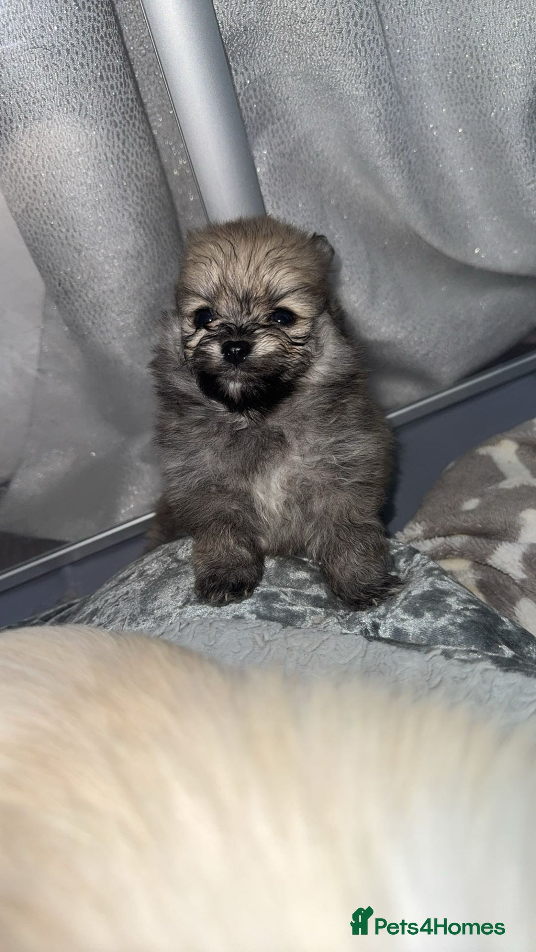 Pomeranian dogs for sale: Pomeranian pups🩵🩷 - Image 9