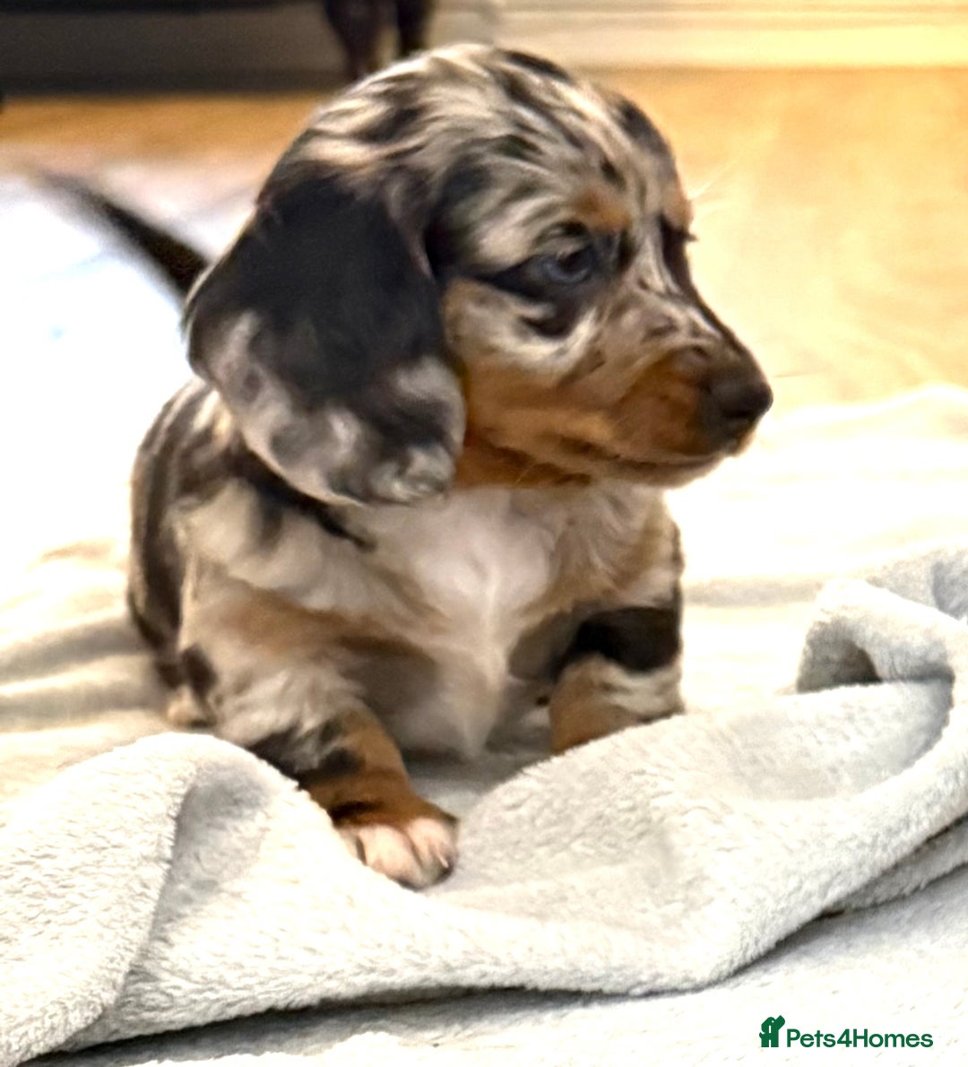 Miniature Dachshund dogs for sale: Adult Black and Tan female - Image 5
