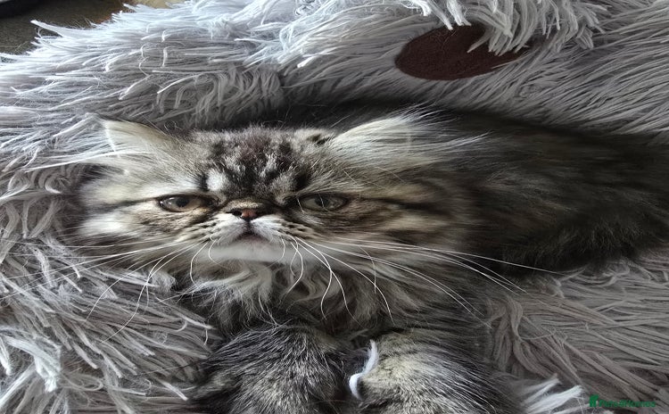 Persian cats - Advert 1
