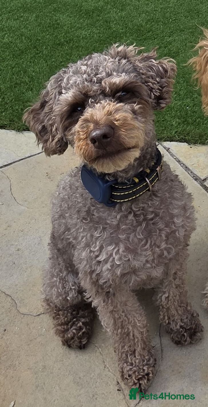 Cockapoo dogs Stunning F2 Cockapoo Puppies–Raised with Mum & Dad - Advert 9