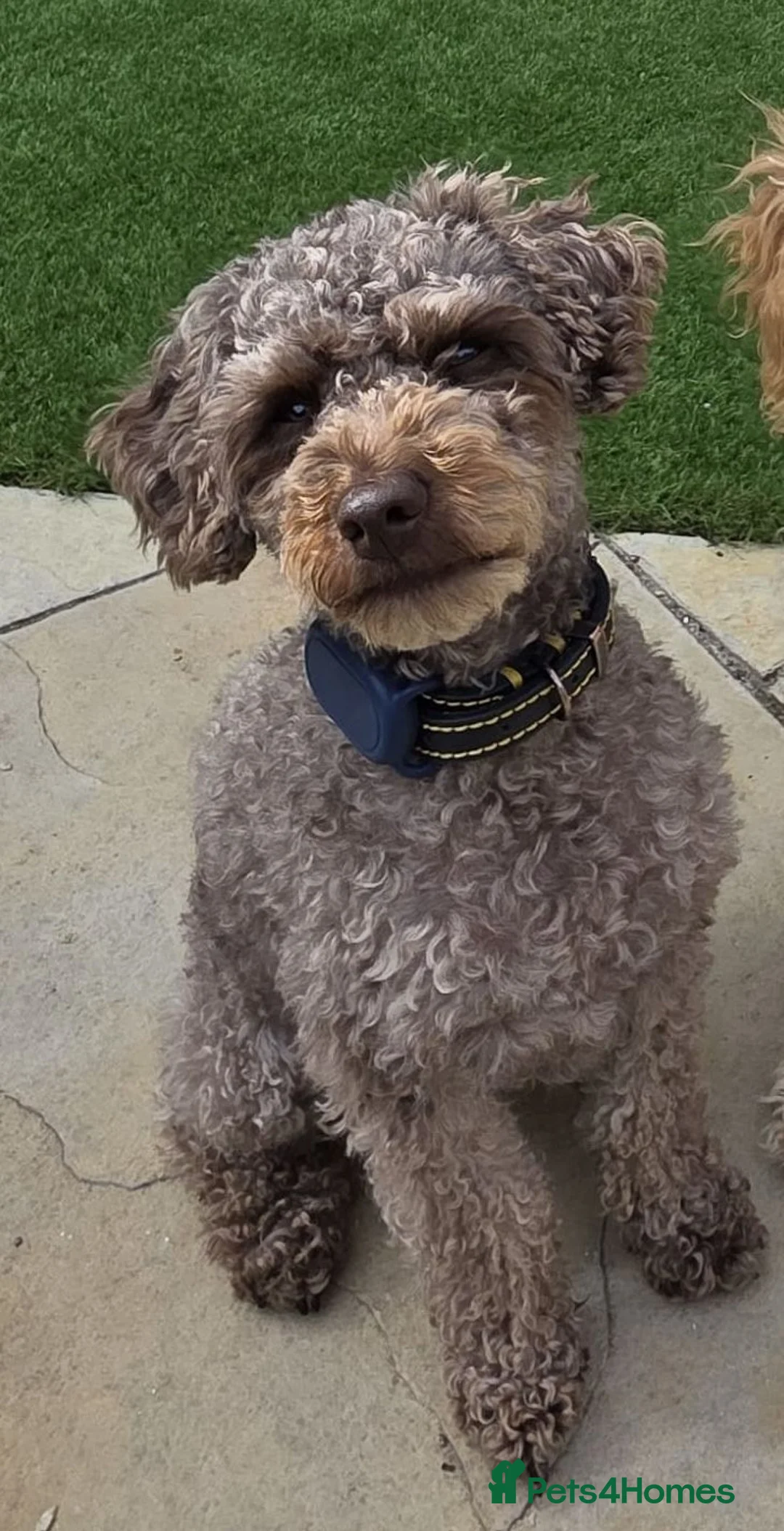 Cockapoo dogs for sale: Stunning F2 Cockapoo Puppies–Raised with Mum & Dad - Advert 1
