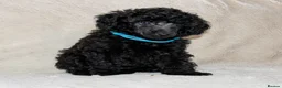 Miniature Poodle dogs for sale: Adorable kc reg miniature poodles - Advert 4