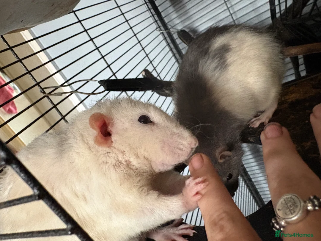 Rat rodents for sale: 4 male rats for rehome in Birmingham - Advert 2