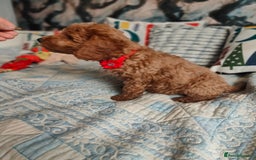 Cockapoo dogs for sale: Cockapoo - Image 6