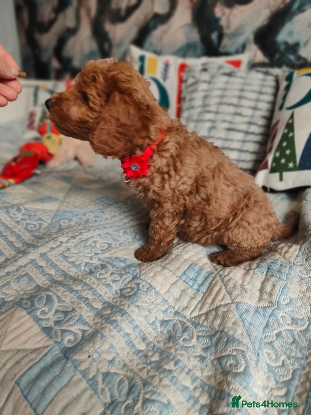 Cockapoo dogs for sale: Cockapoo - Image 6