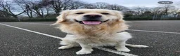 Golden Retriever dogs for sale: 4 year old male golden retriever for rehoming - Advert 3