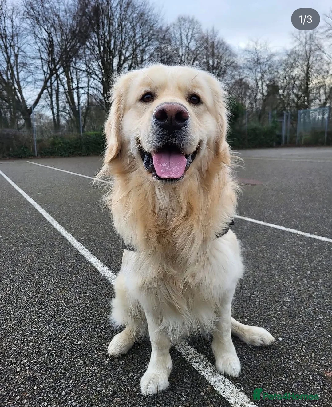 Golden Retriever dogs for sale: 4 year old male golden retriever for rehoming - Advert 3