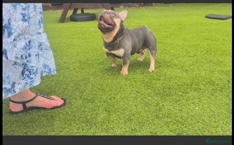 French Bulldog dogs - Advert 1