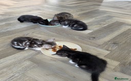 Mixed Breed cats for sale: 5 Beautiful Kittens - Image 13