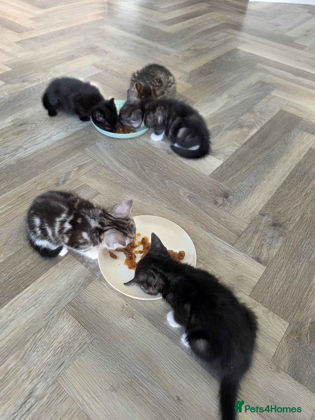 Mixed Breed cats for sale: 5 Beautiful Kittens - Image 13