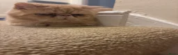 Exotic cats for sale: Exotic short haired Cream & Red - Advert 1
