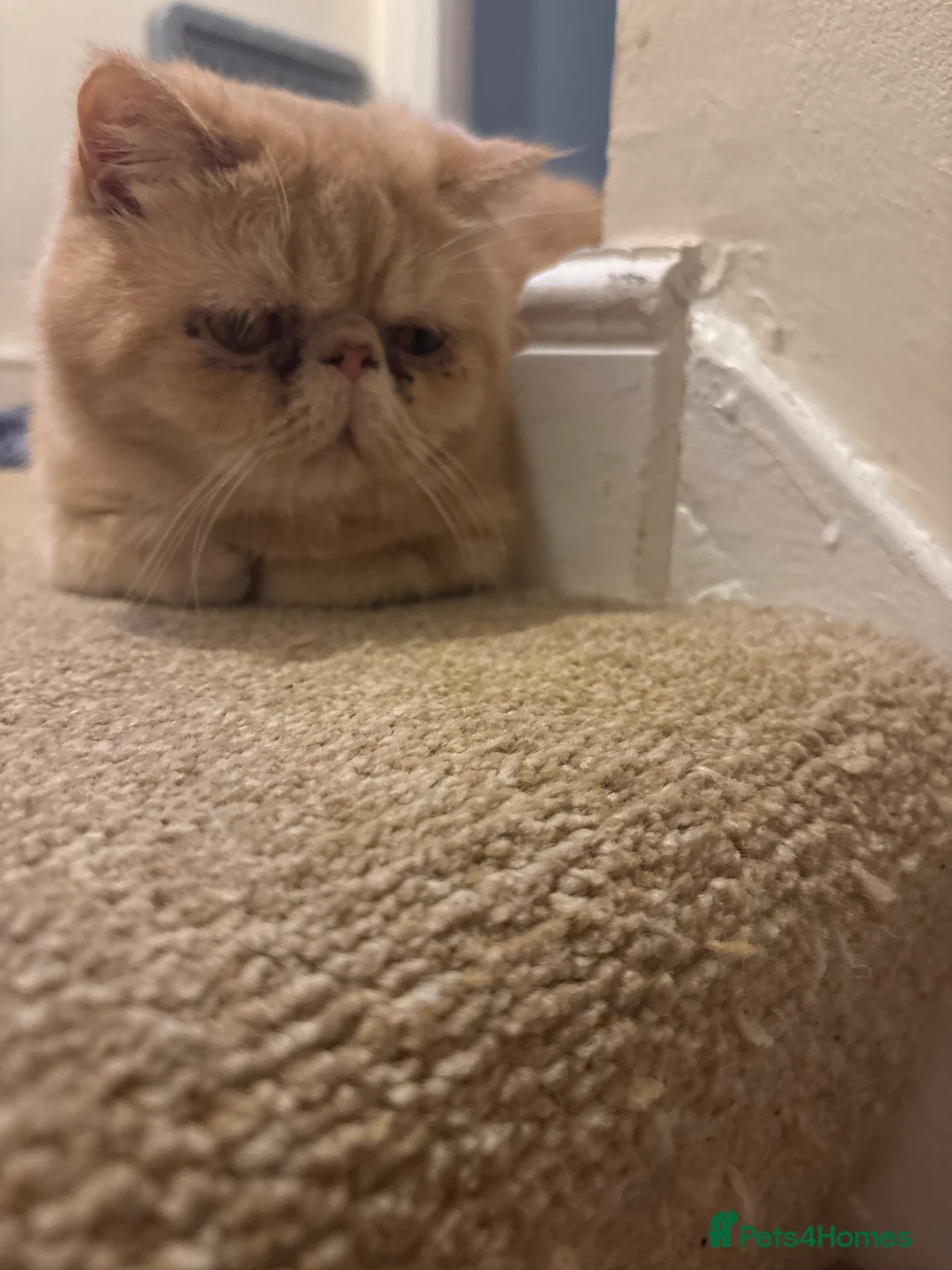 Exotic cats for sale: Exotic short haired Cream & Red - Advert 1