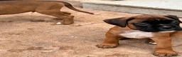 Boxer dogs for sale: READY NOW- Stunning boxer puppies - Advert 12