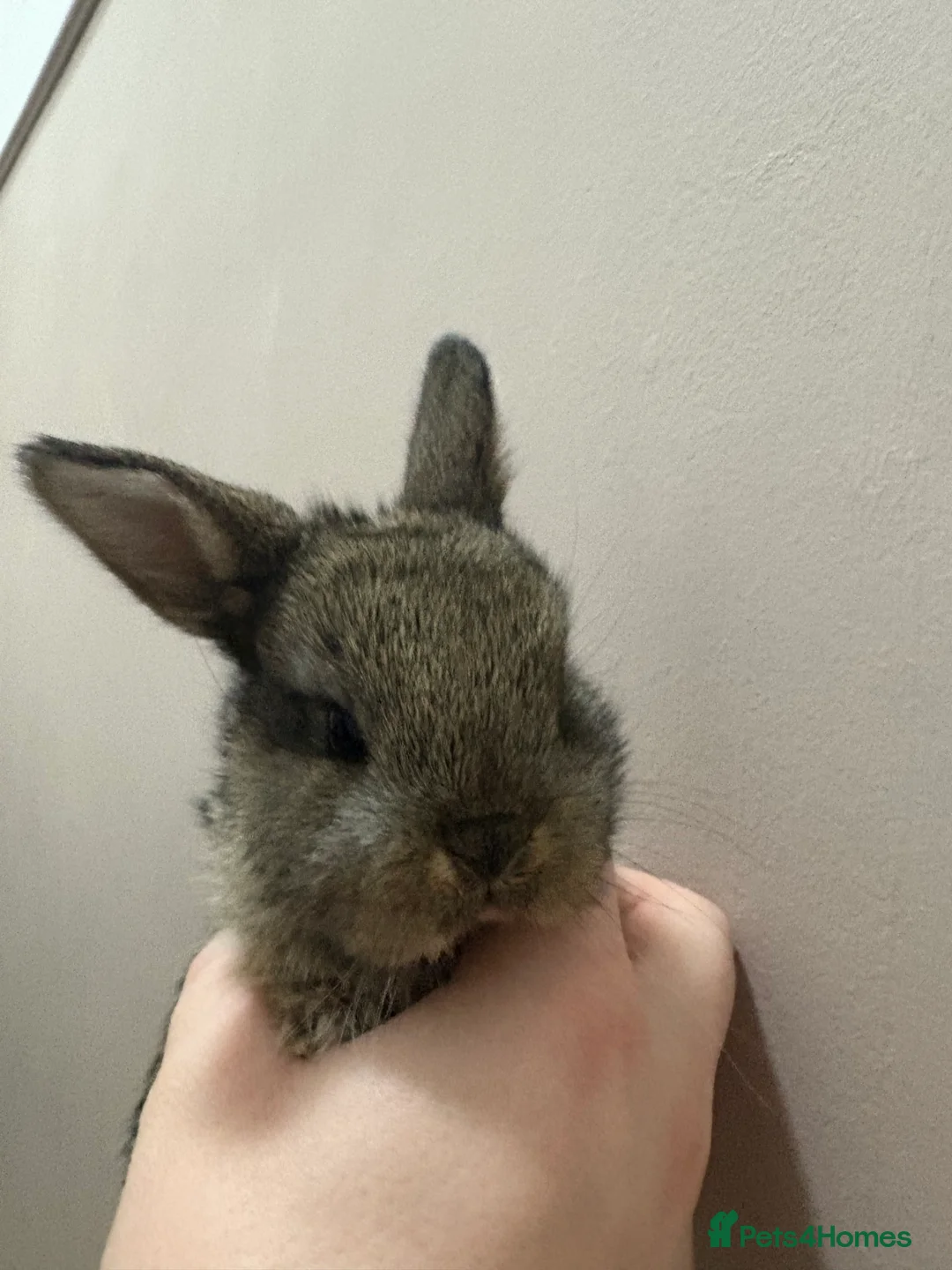 Mixed Breed rabbits for sale: Baby rabbits for sale  - Advert 3