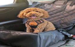 Cockapoo dogs for sale: Ozzy - Cockapoo - Image 2