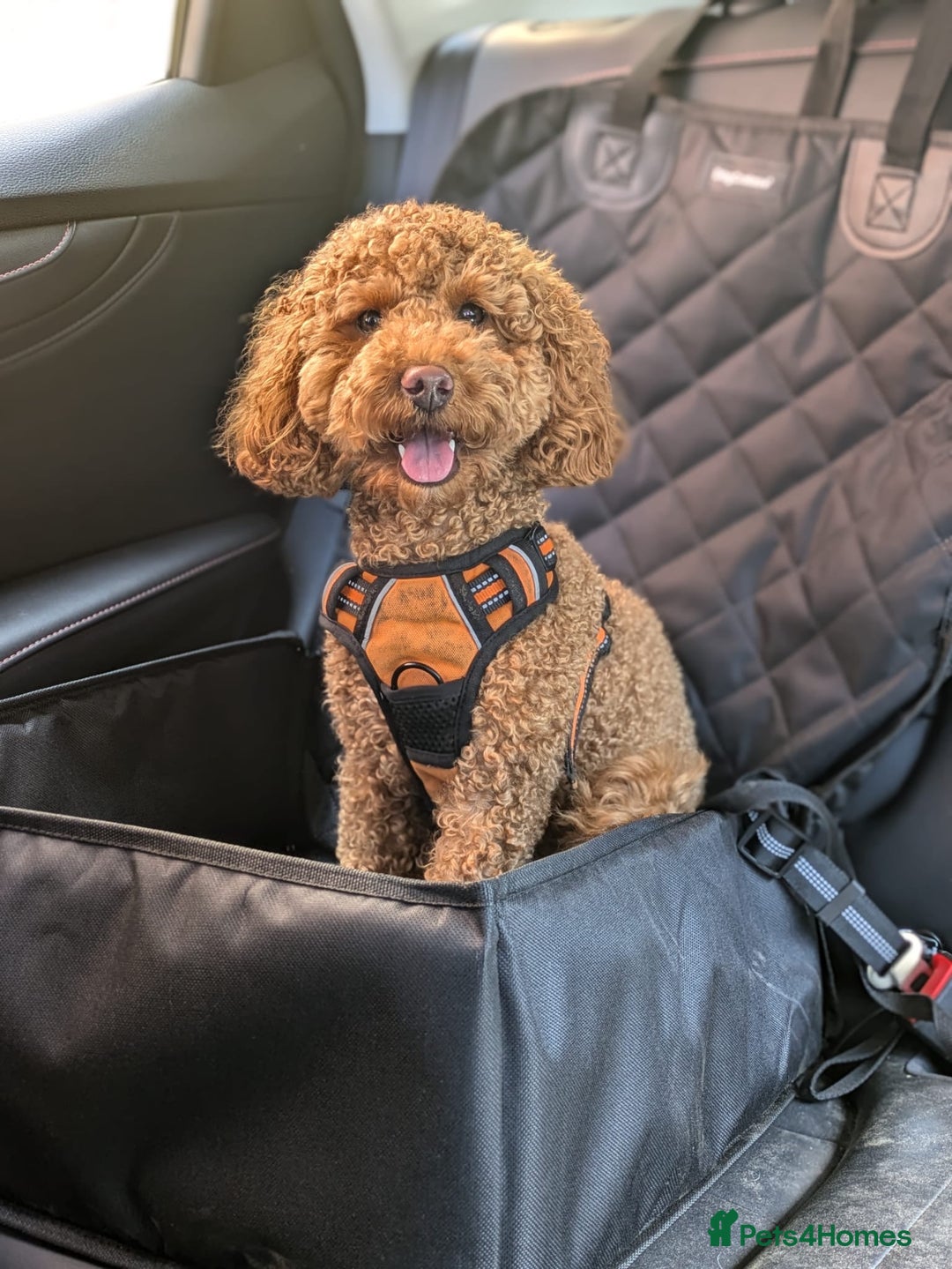Cockapoo dogs for sale: Ozzy - Cockapoo - Image 2