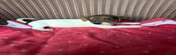 Jack Russell dogs for sale: Jack Russell puppies  - Advert 7