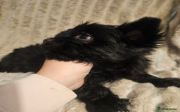 Yorkshire Terrier dogs for sale: SmaltypeYorkshire terrier Chocolate/black IHR.e.V  - Image 9