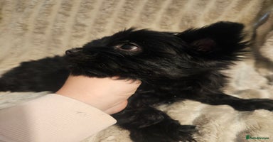 Yorkshire Terrier dogs - Advert 1