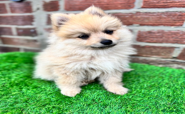Pomeranian dogs in South Shields - Advert 4