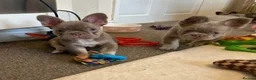 French Bulldog dogs for sale: Kc registered french bulldog puppies  - Advert 3