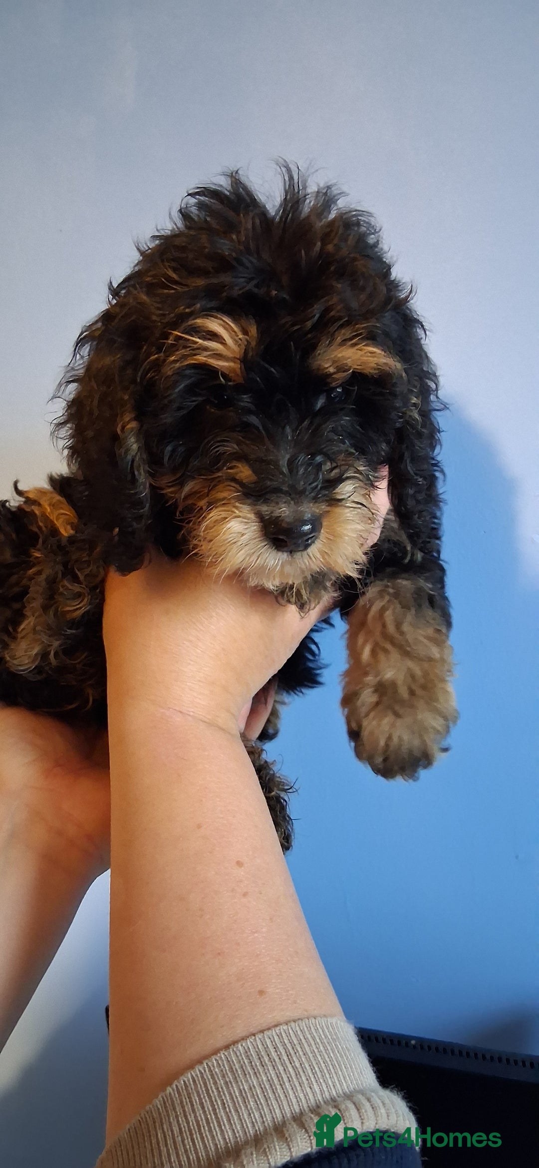 Cockapoo dogs for sale: Miniature heath tested cockapoos - Image 6