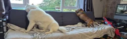 Siberian Husky dogs for sale: Beautiful white husky boy in Horncastle - Advert 8