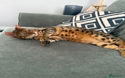 Bengal cats for sale: 4 year old female bengal - Image 2