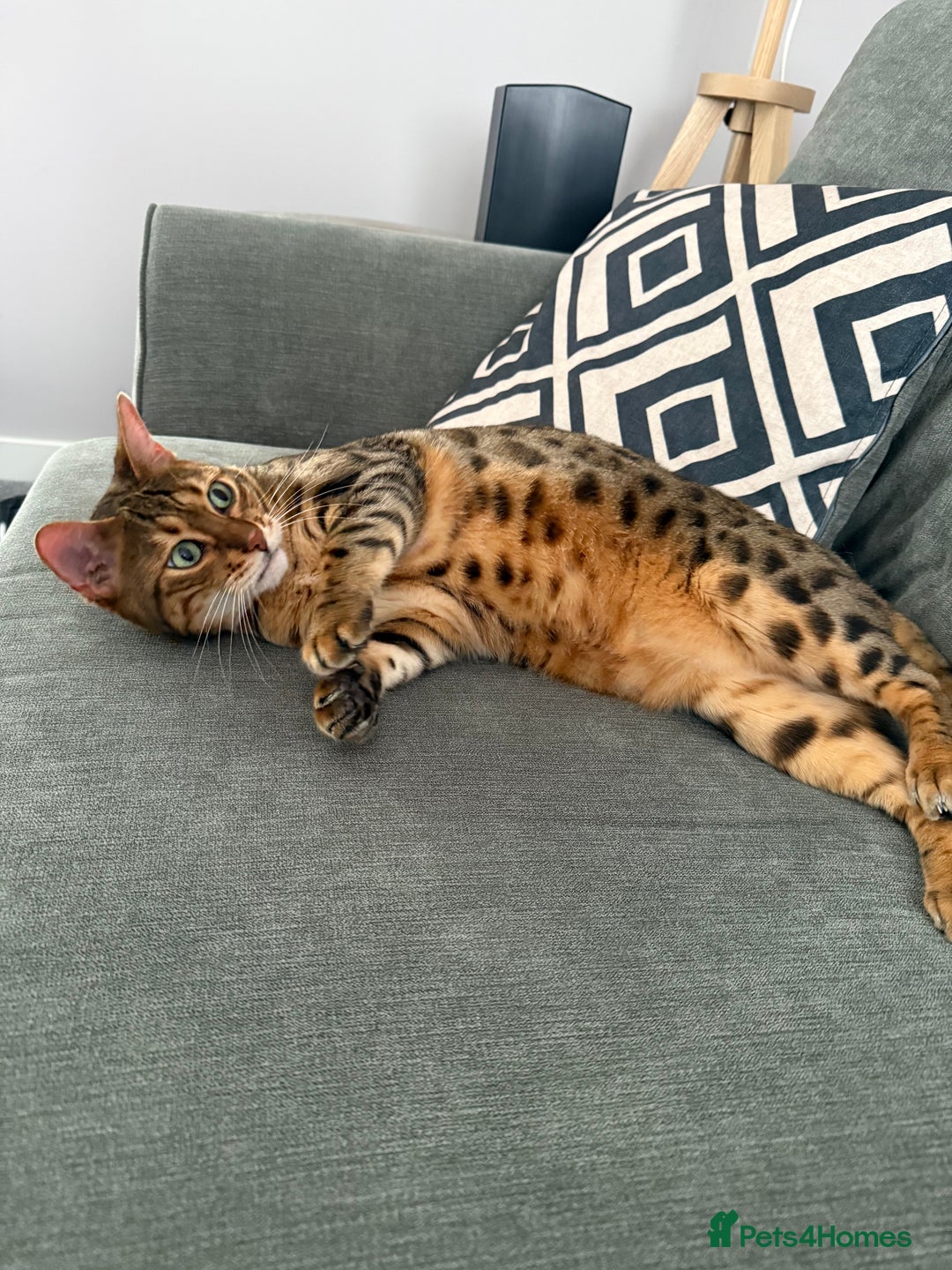 Bengal cats for sale: 4 year old female bengal - Image 2