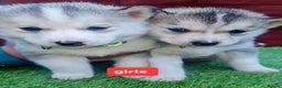 Siberian Husky dogs for sale: 6 siberian husky  - Advert 7