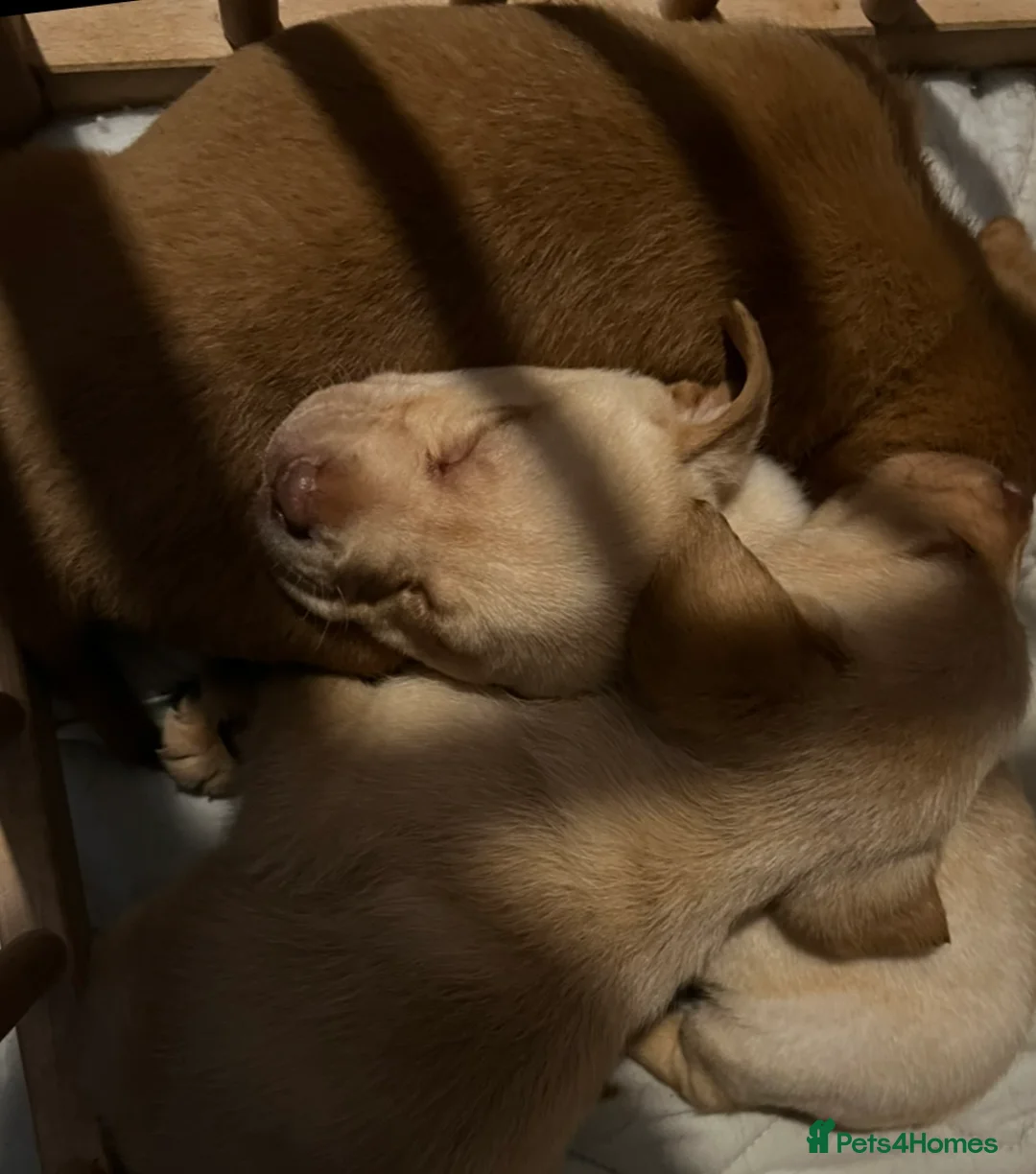 Labrador Retriever dogs for sale: Labrador Puppies - Advert 17