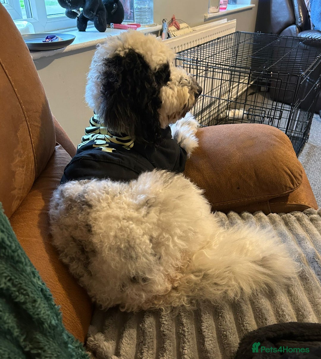 Cockapoo dogs for sale: Milo  - Image 4