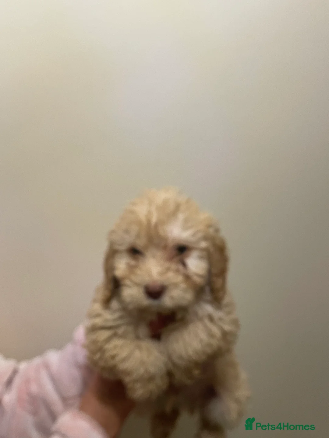 Cockapoo dogs for sale:  Cockapoo Puppies Ready for Loving Homes  - Advert 21