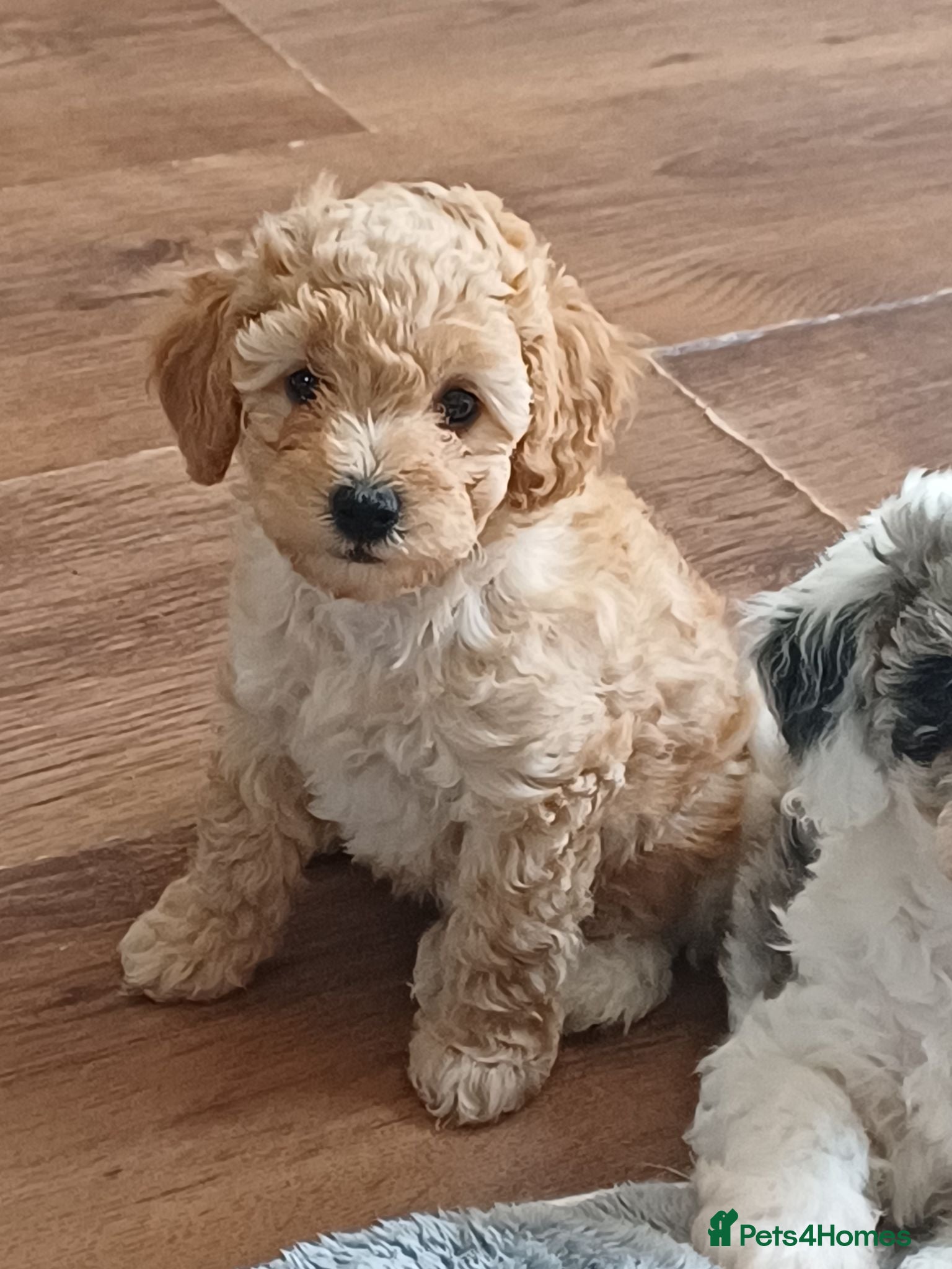 Cavapoochon dogs F1bb CAVAPOOCHON puppies 4th generation  - Advert 2