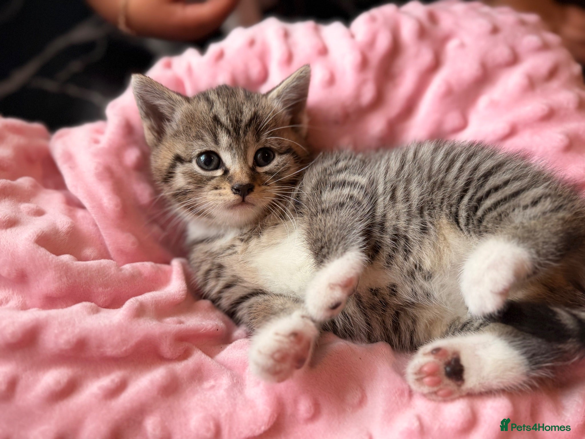 Mixed Breed cats Little kitten for sale 🐈 - Advert 1