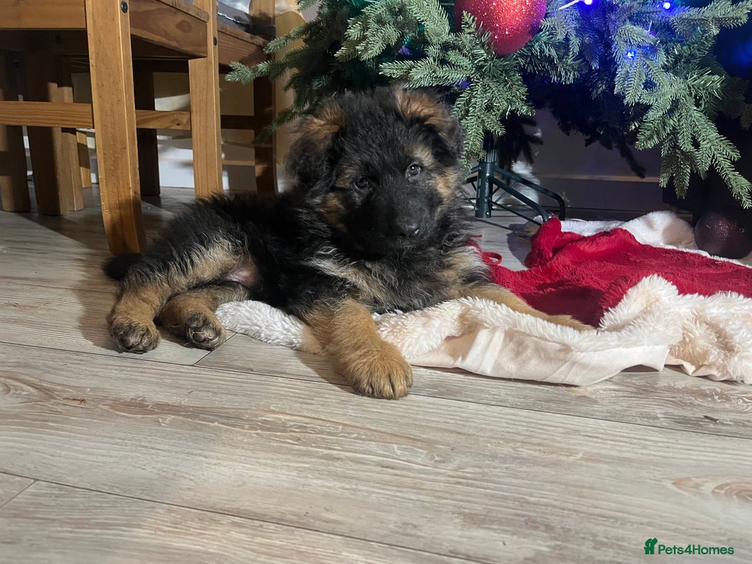 German Shepherd dogs for sale: Outstanding long haired Gsd pups  for sale  - Advert 3