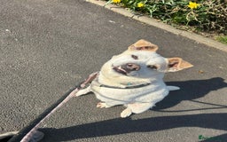 Mixed Breed dogs for adoption: Meet Bear, currently residing in Cheshire  - Image 3