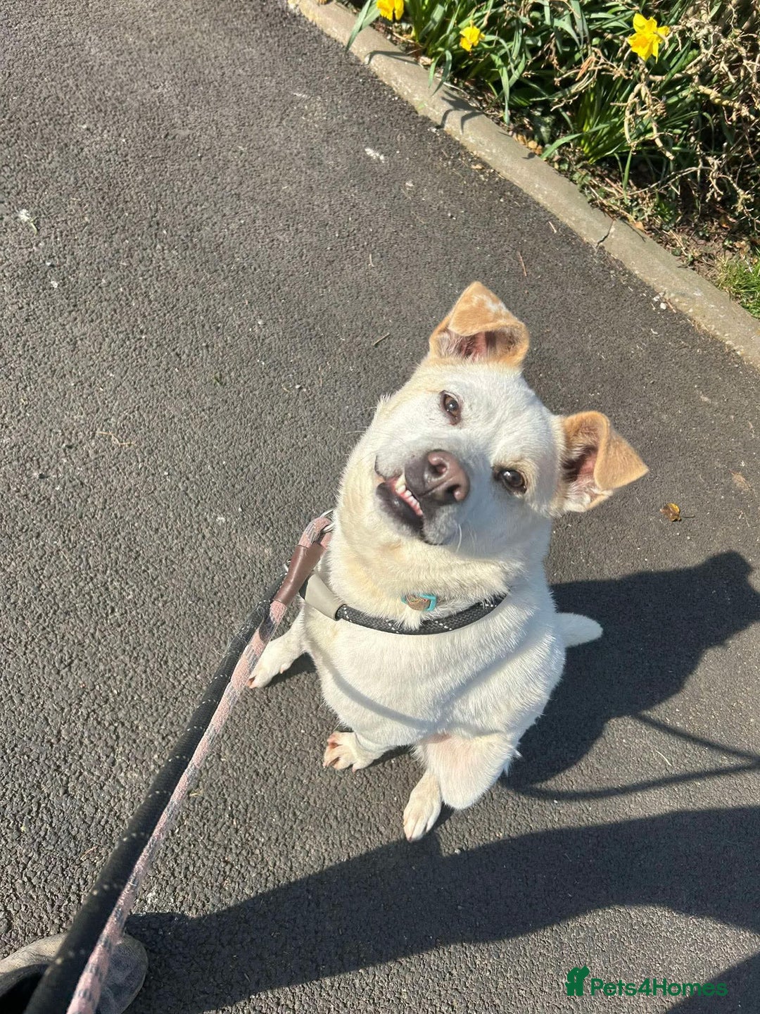 Mixed Breed dogs for adoption: Meet Bear, currently residing in Cheshire  - Image 3