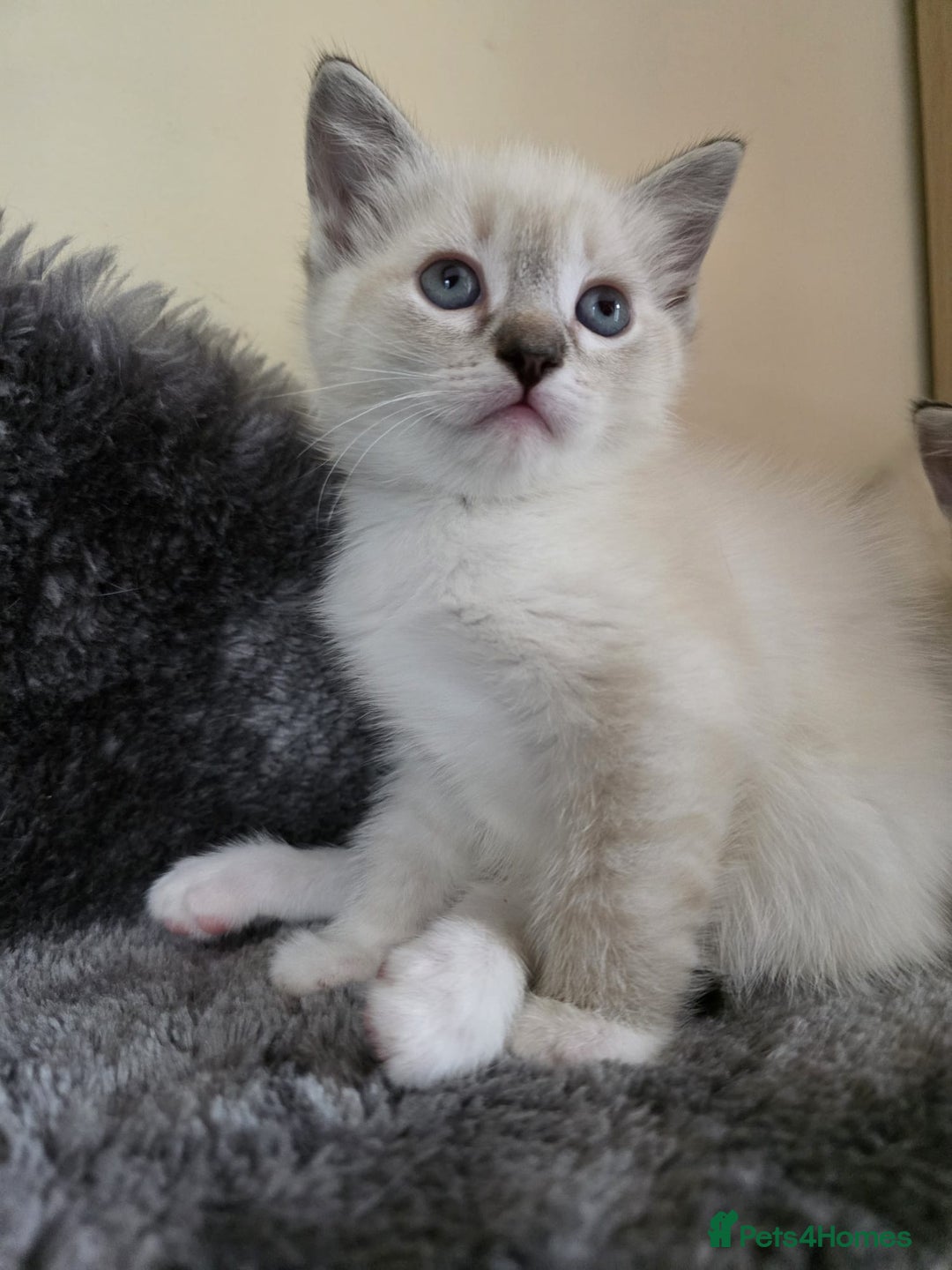 Ragdoll cats for sale: Ragdoll Cross kittens  - Image 15