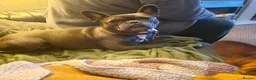 French Bulldog dogs for sale: Gorgeous French Bulldog puppies  in Crieff - Advert 13