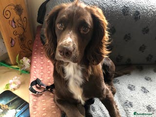 Cocker Spaniel dogs Beautiful cocker spaniel boy - Advert 2