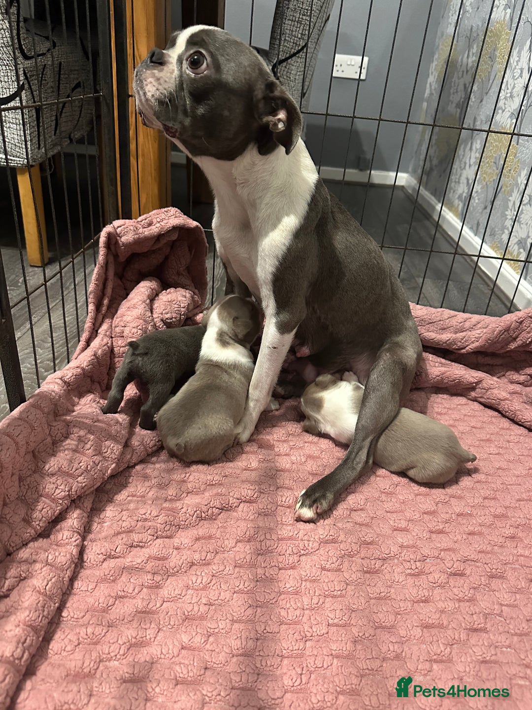 Boston Terrier dogs for sale: Boston terrier pups - Advert 8