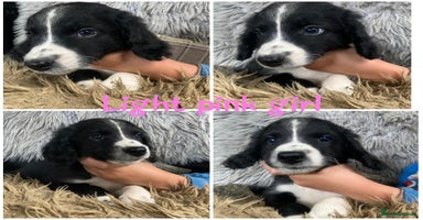 Sprollie dogs - Advert 1